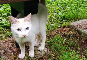 保護猫の里親活動  すがわら動物病院｜東京都江戸川区・小岩